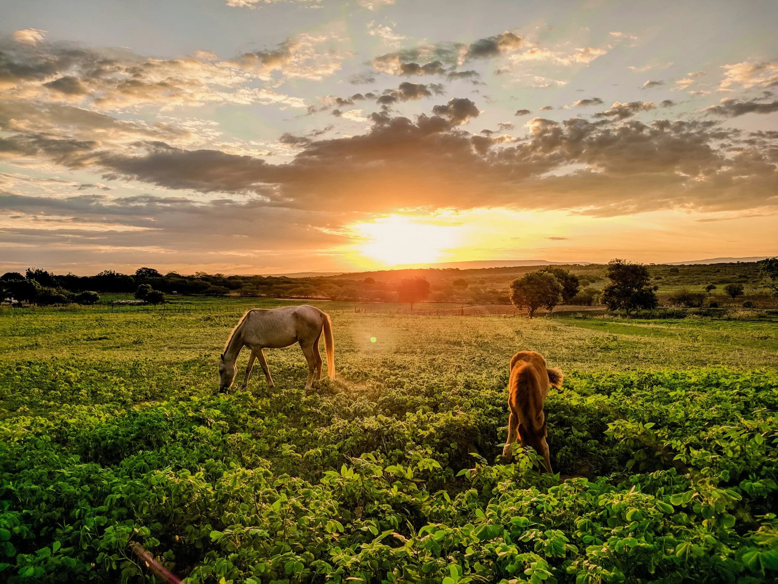 Farm land in Texas